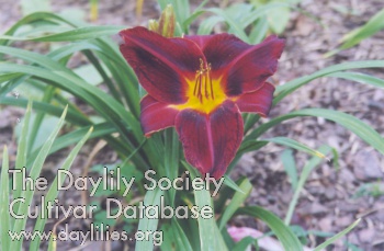 Daylily Christmas in Dixie